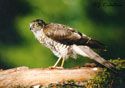 Accipiter nisus